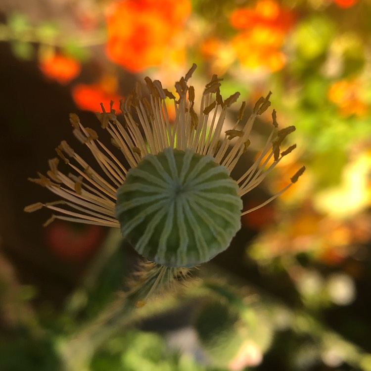 plant image 1279621 plant image 1279621