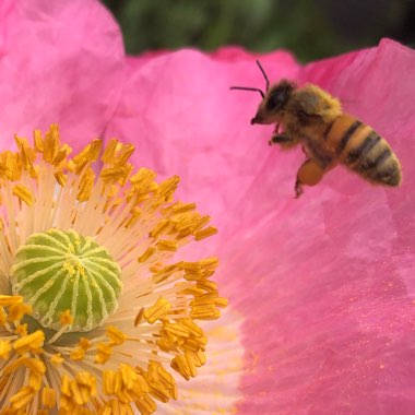 Papaver