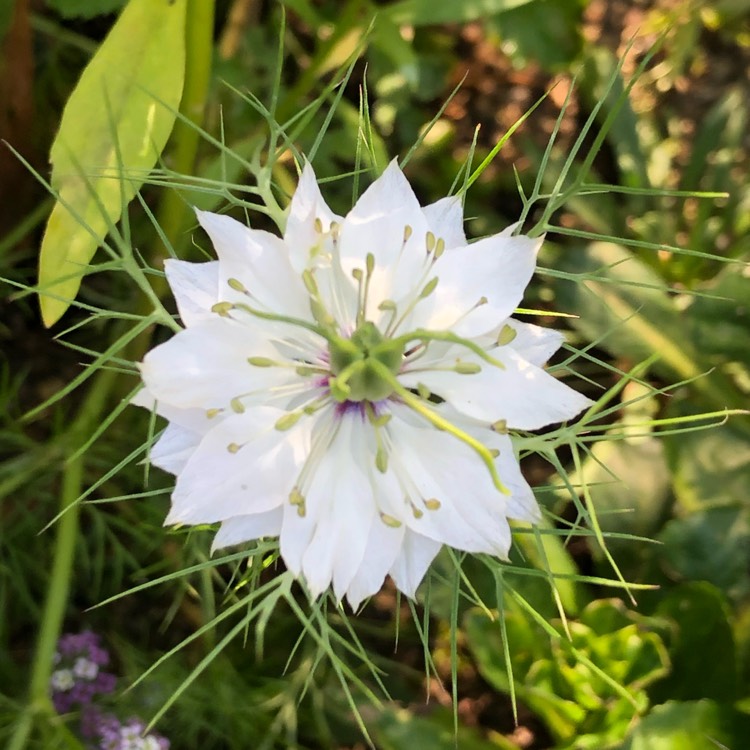 Plant image Nigella papillosa 'African Bride'