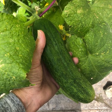 Cucumis sativus