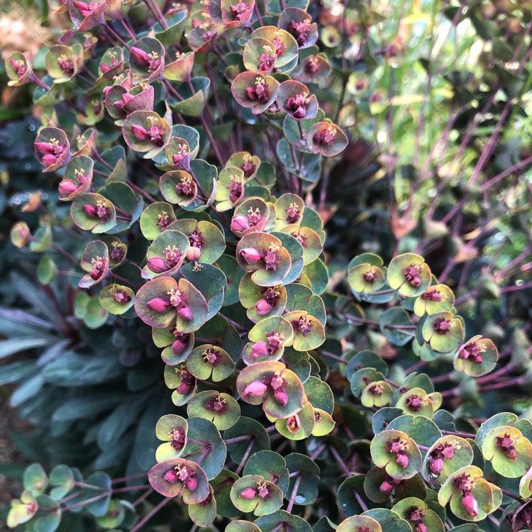 Plant image Euphorbia amygdaloides
