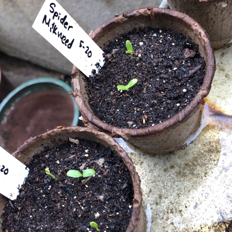 plant image 1326928