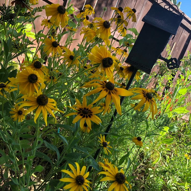 plant image 1338905