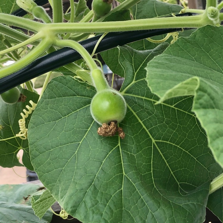 plant image 1340464