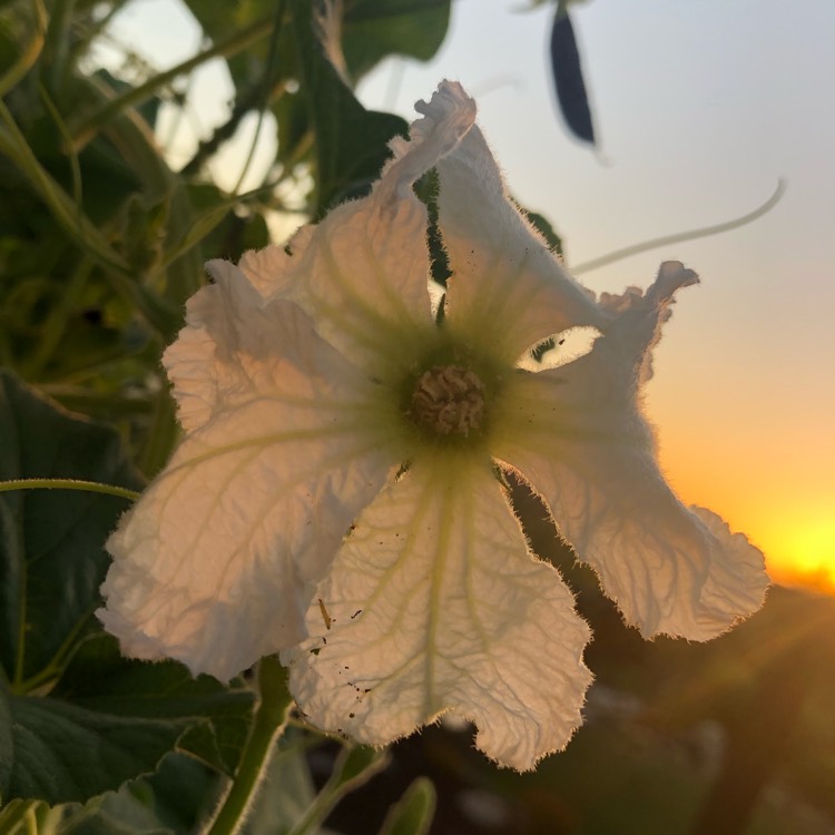 plant image 1351450