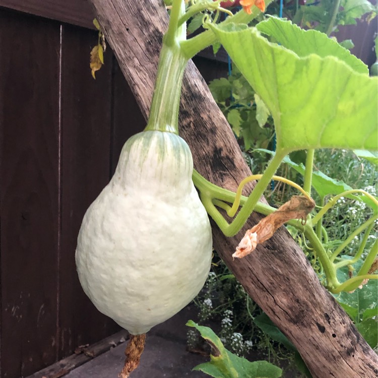 plant image 1351453