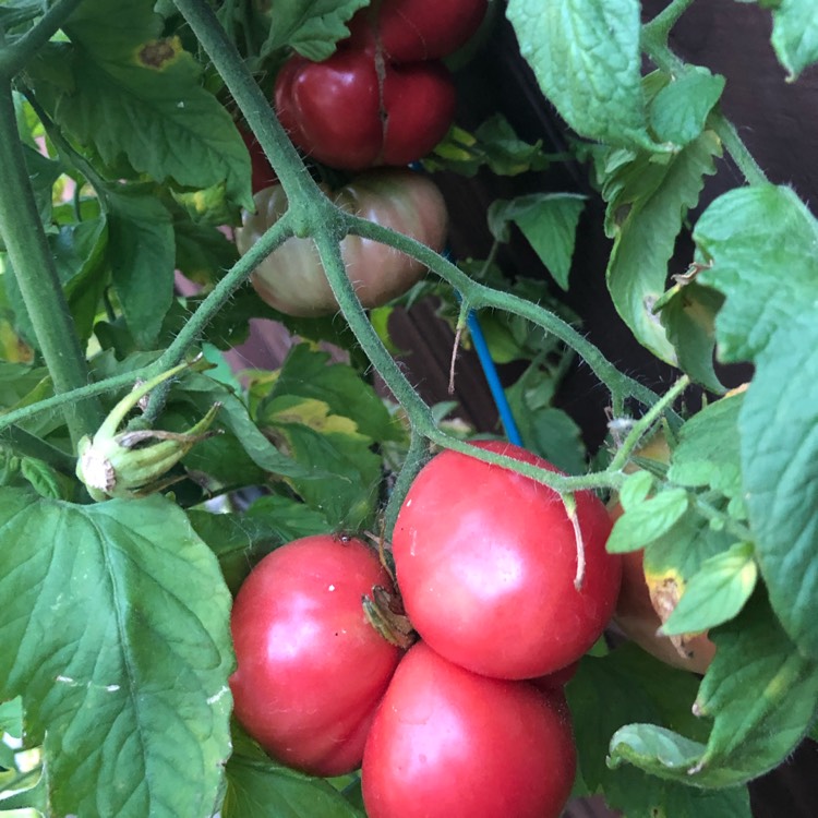 Plant image Solanum Lycopersicum 'Mortgage Lifter'
