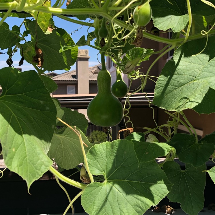 plant image 1355496
