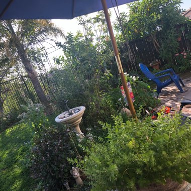 Amy's garden