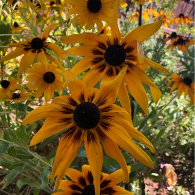 Coneflower (Rudbeckia)