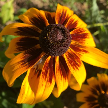 Coneflower (Rudbeckia)
