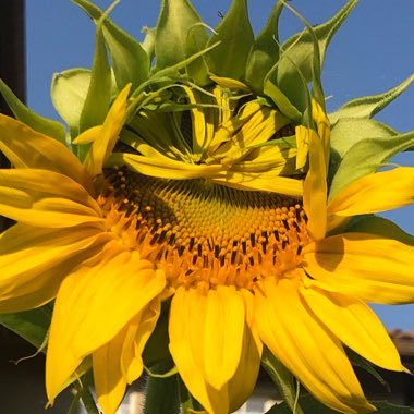 Amy's garden