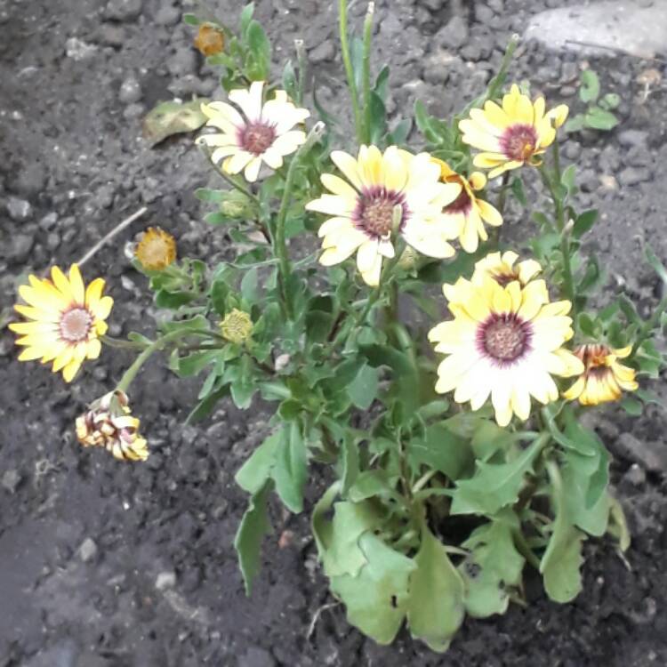 Plant image Osteospermum 'Serenity Blue Eyed Beauty'
