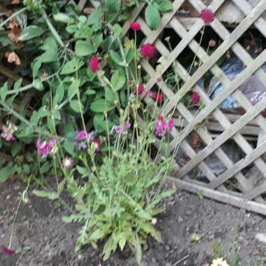 Knautia macedonica 'Red Knight'