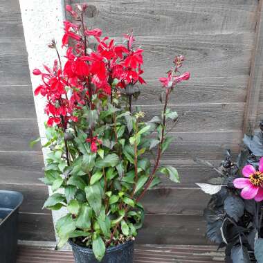 Lobelia x speciosa 'Fan Burgundy'