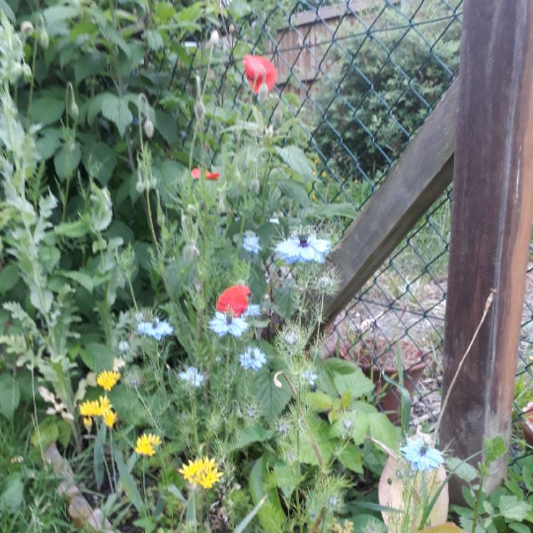 plant image 729934