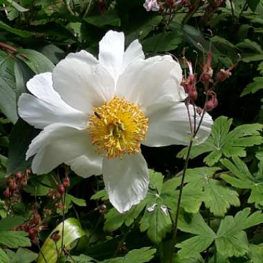Amy's garden
