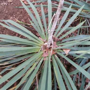 Yucca filamentosa 'Bright Edge'