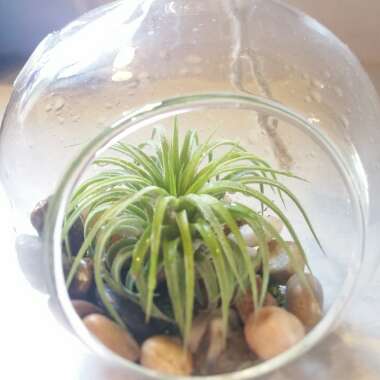 Airplant (Species) Tillandsia harrisii