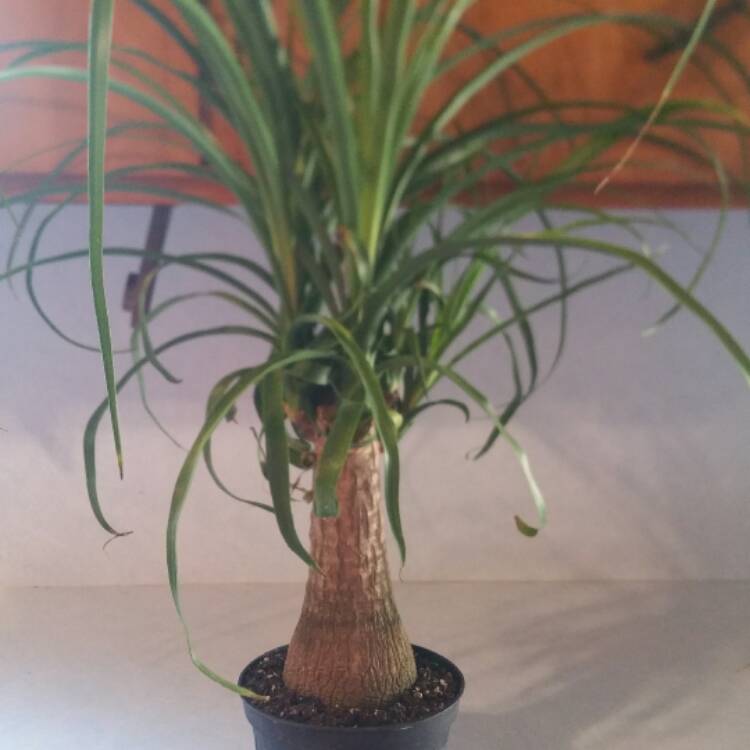 plant image 493581
