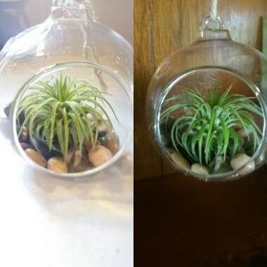 Airplant (Species) Tillandsia harrisii