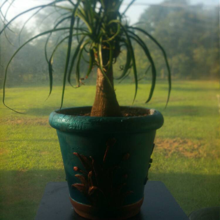 plant image 502409
