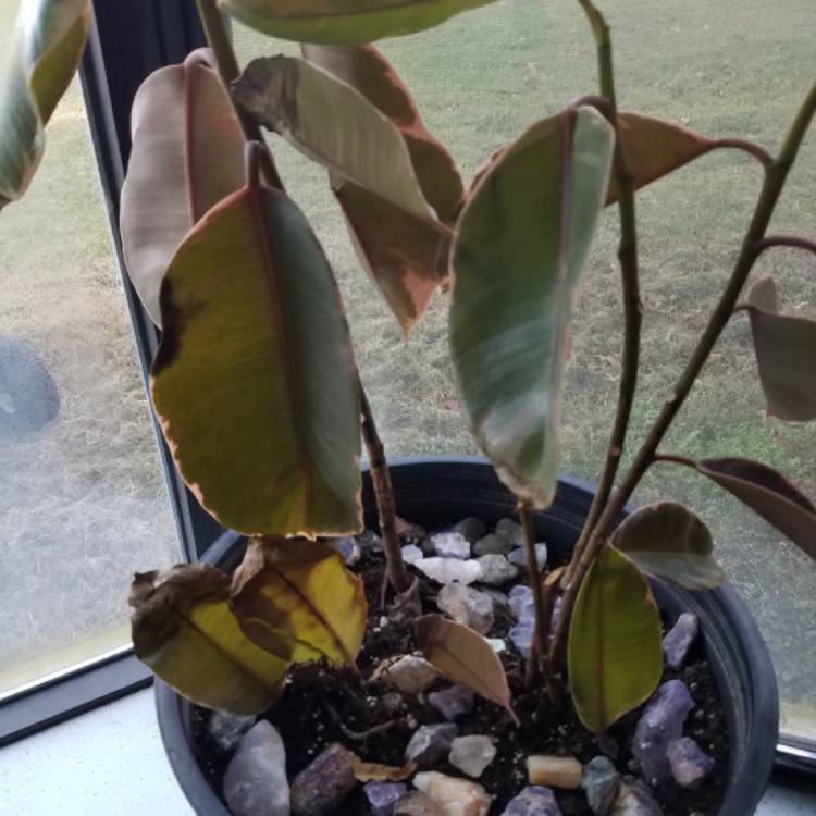 plant image 566055