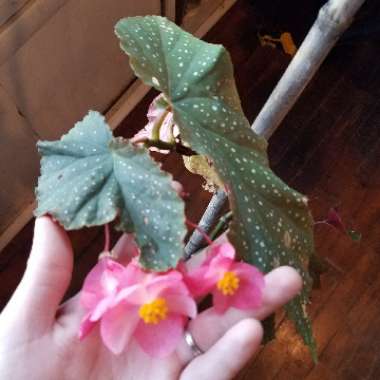 Begonia