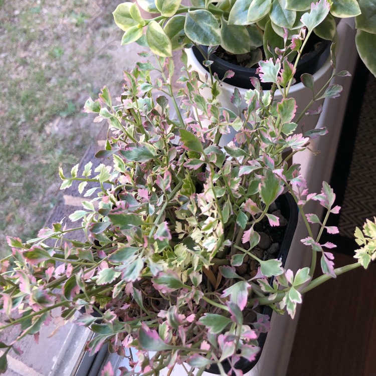 plant image 853797