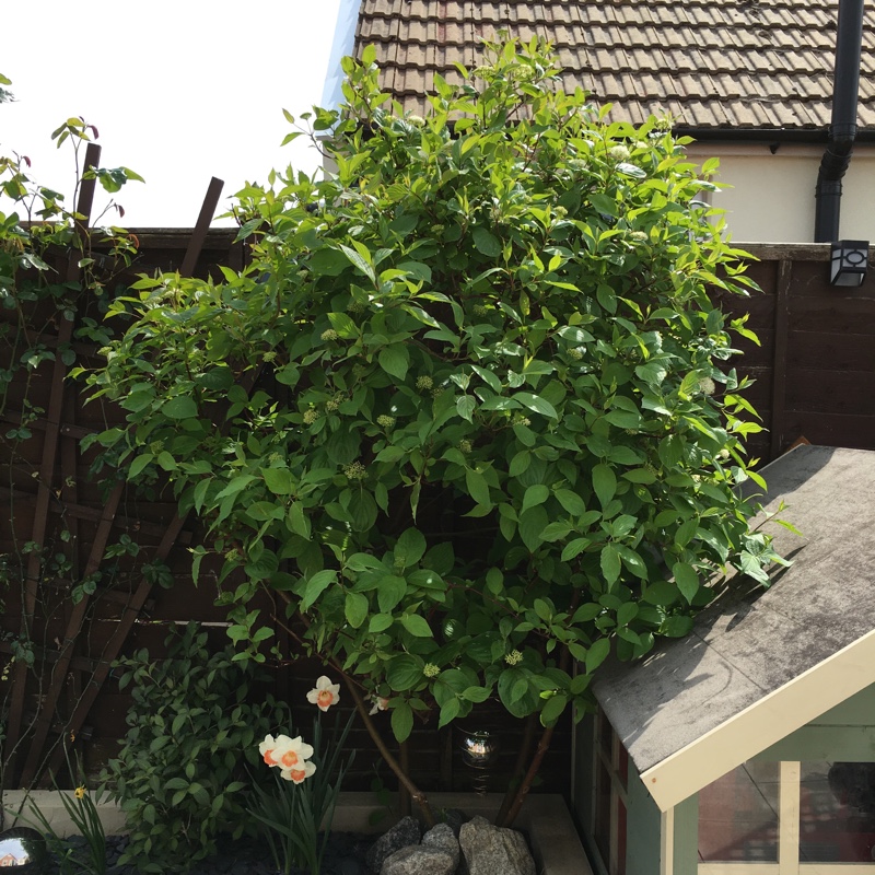 plant image 66587