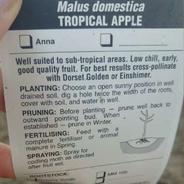 Malus domestica 'Anna'
