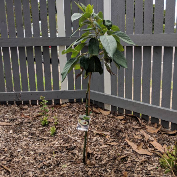 plant image 626384