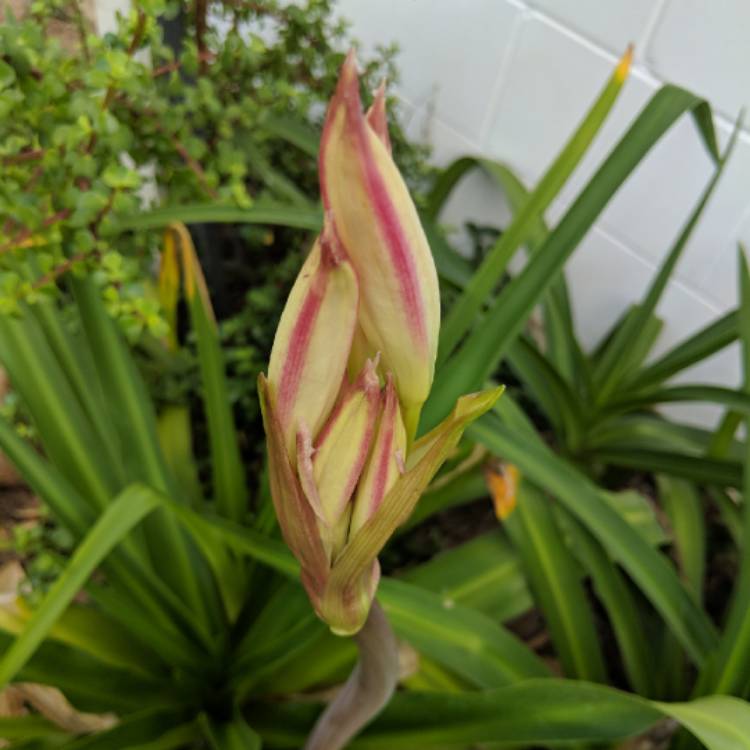 plant image 626431