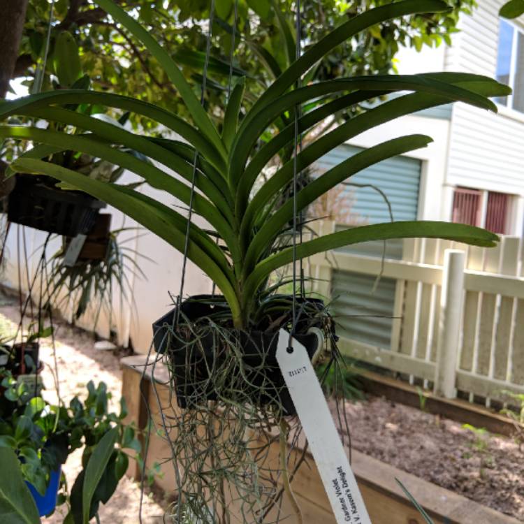 plant image 629846