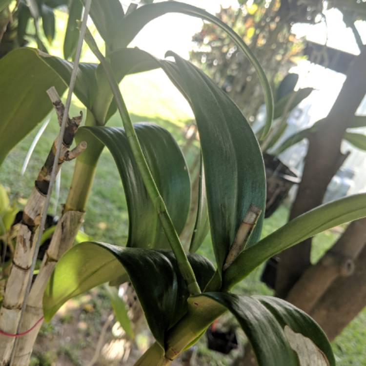 plant image 666073
