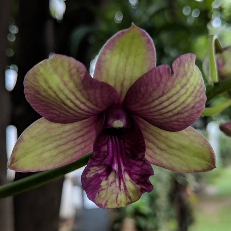 plant image 683025