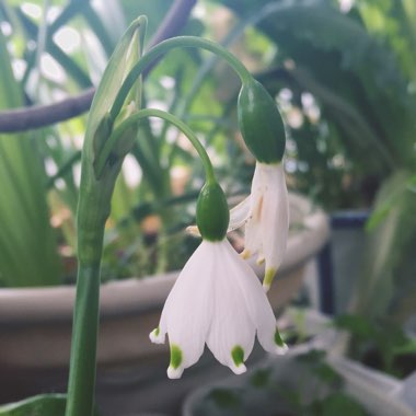 Summer Snowflake 'Gravetye Giant'