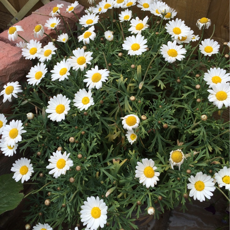 Plant image Argyranthemum 'Bonmadprose'