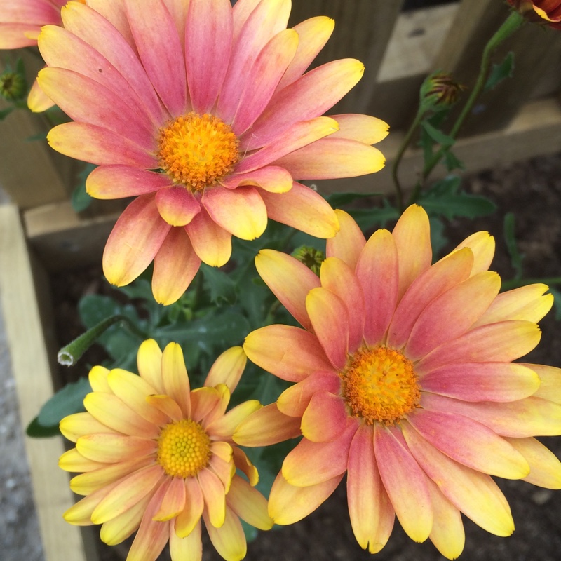 Daisy