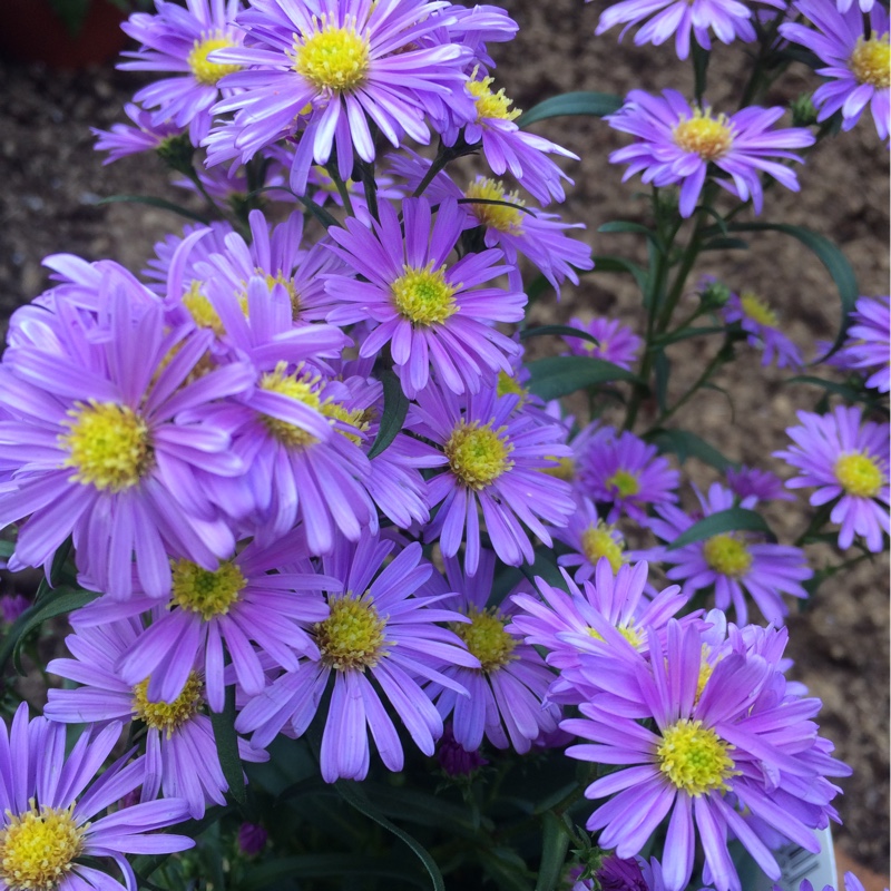 plant image 76115
