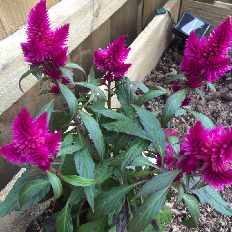 Plant image Celosia argentea 'Venezuela'