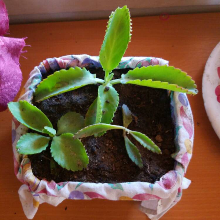 Plant image Kalanchoe Laetivirens 'Big Momma'
