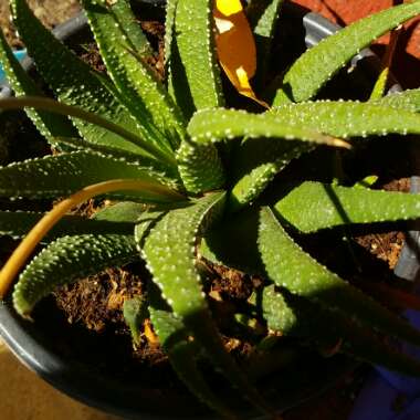 Aristaloe Aristata (formerly Aloe Aristata)