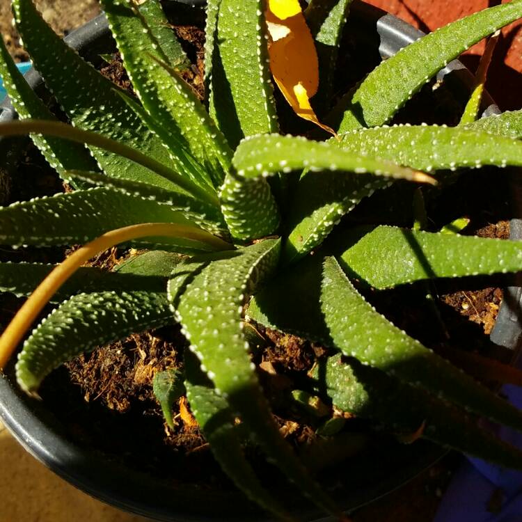plant image 204110
