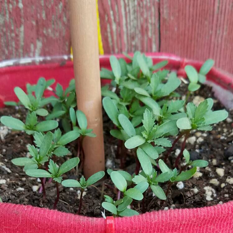 plant image 204727