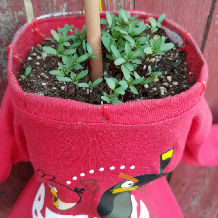 plant image 213867