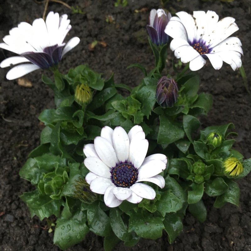plant image 123935