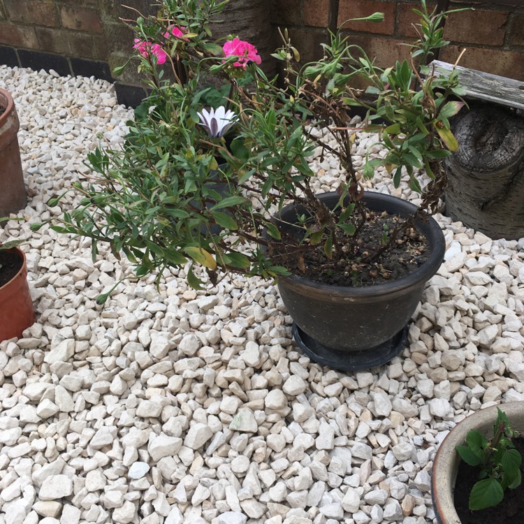 plant image 464259