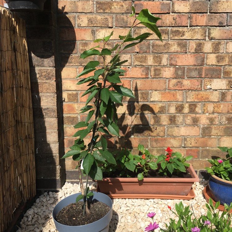 Plant image Prunus avium 'Sylvia'