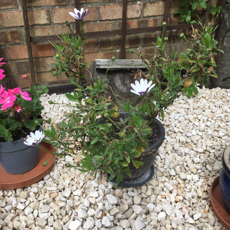 plant image 477230